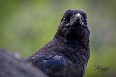 Common Raven 9