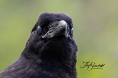 Common Raven 15