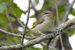 Red-Eyed Vireo 5