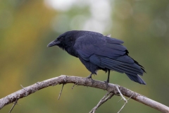 American Crow 3