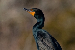 Double-Crested Cormorant 2