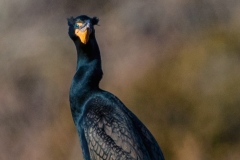 Double-Crested Cormorant 1