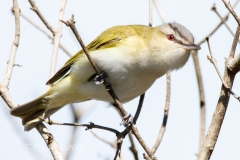 Red-Eyed Vireo 2