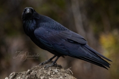 Common Raven 11
