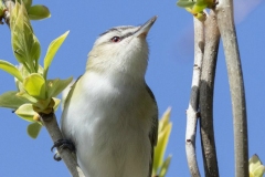 Red-Eyed Vireo 3