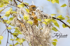 Female Baltimore Oriole Nesting