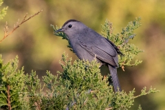 Grey Catbird 5