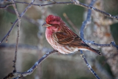 633A3315-PURP-FINCH-SIDE-copy
