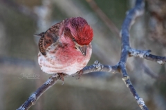 633A3325-PURPLE-FINCH-LOOKING-DOWN-copy