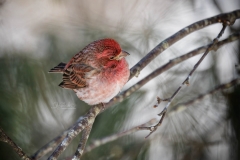 633A3337-PURPLE-FINCH-ONBRANCH-copy