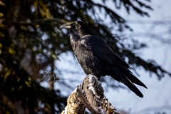 Common Raven 8