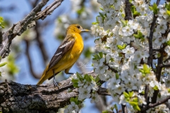 Female Baltimore Oriole2