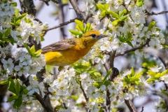 Female Baltimore Oriole