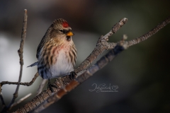 Redpoll on Branch Poses