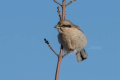 Northern Shrike