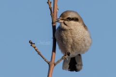 SHRIKE-PORTRAIT