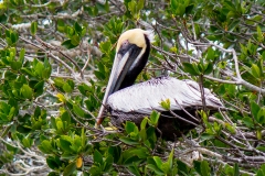 Brown Pelican 3