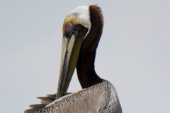 Brown Pelican 5