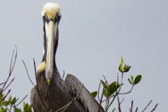 Brown Pelican 6