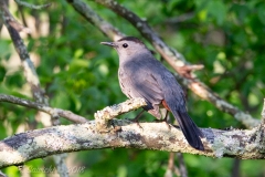 Grey Catbird 2
