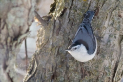 White Breasted Nuthatch 3