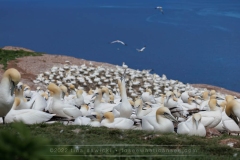 NORTHERN GANNETS COLONY