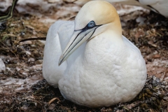 NORTHERN GANNETS NESTING
