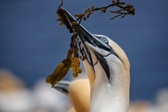 SEAWEED-TOSS