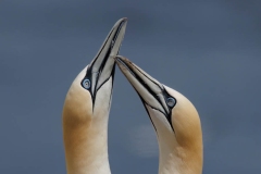 NORTHERN GANNETS WITH FLUFF