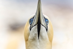 ZOOMED GANNET
