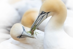 SHARING-GRASS
