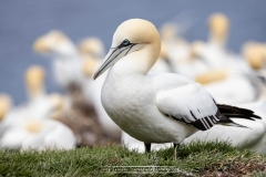 SITTING-GANNET