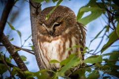 Saw Whet Owl 1