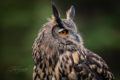 Eurasian Hawk Owl 2