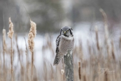 Northern Hawk Owl 7