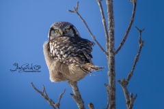 Northern Hawk Owl 14