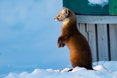 Pine Marten 31