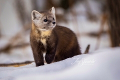 Pine Marten 3