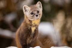 Pine Marten 6
