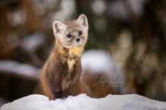 Pine Marten 15