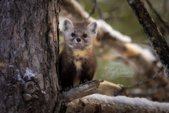 Pine Marten 13