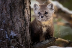 Pine Marten 14