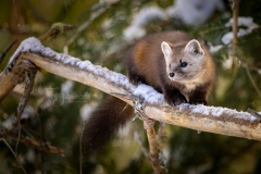 Pine Marten 17
