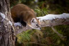 Pine Marten 18