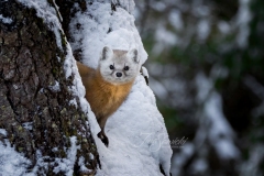 Pine Marten 24
