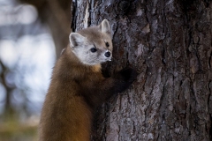 Pine Marten 27