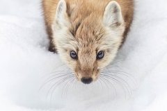 MARTEN-FACE