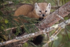 MARTEN-STARE