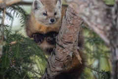 MARTEN-CHILLING