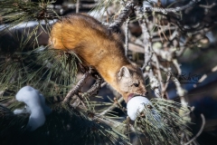 Pine Marten 22